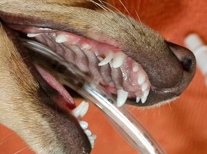 джек рассел терьер смена зубов у щенков