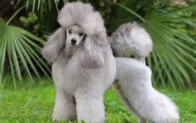 карликовый пудель фото