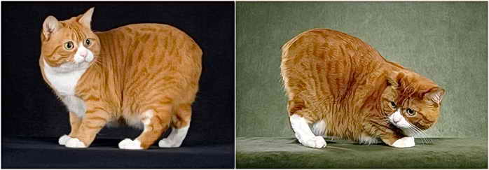 необычная порода кошек без хвоста