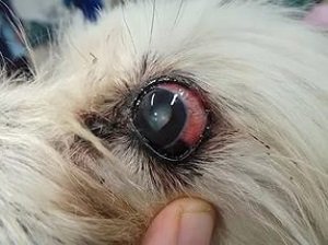 глаукома у собаки фото