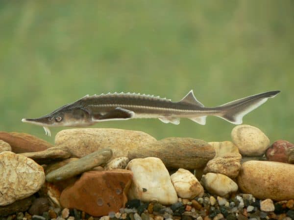 Стерлядь в аквариуме читайте статью