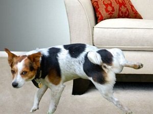 собака метит в квартире