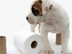 что дать собаке от запора