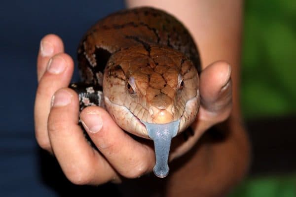 Сцинк синеязыкий совместимость с другими обитателями