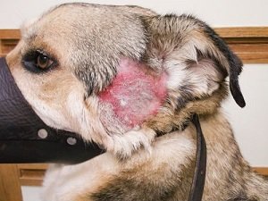 как лечить розовый лишай у собаки