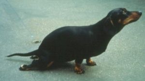 Дископатия у собак: что это такое и как лечить