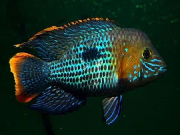 Акара бирюзовая читайте статью