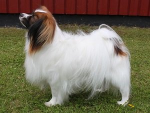 фален собака описание породы плюсы и минусы