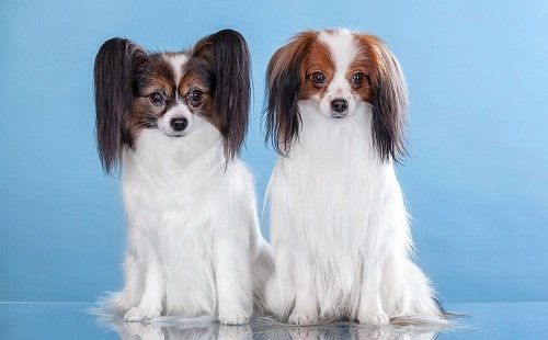 порода собак фален