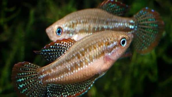 Гурами карликовый читайте статью