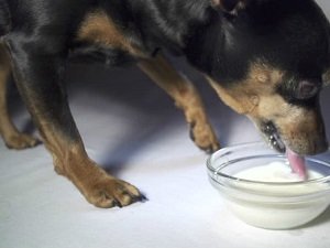 слабительное для собак мелких пород