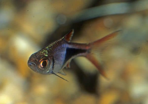 Клинопятнистая расбора особенности размножения