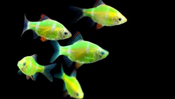 Характер светящихся рыбок