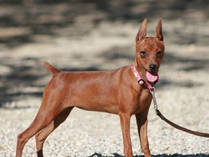 доберман пинчер карликовый фото