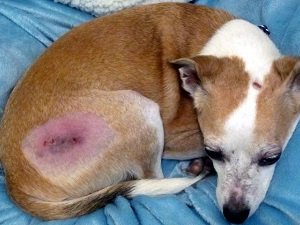 как лечить стафилококк у собак