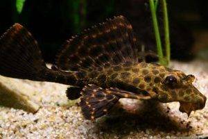 Чем отличается сон человека от сна рыб