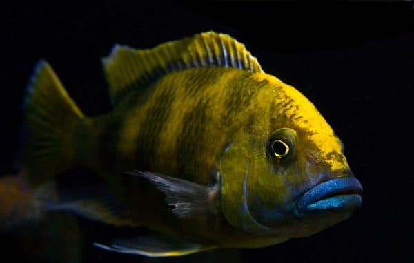 Золотой леопард