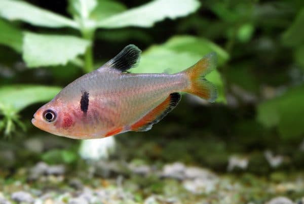 Серпас в аквариуме