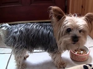 йоркширский терьер чем кормить щенка 2 месяца