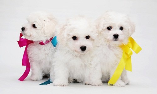 бишон фризе фото цена