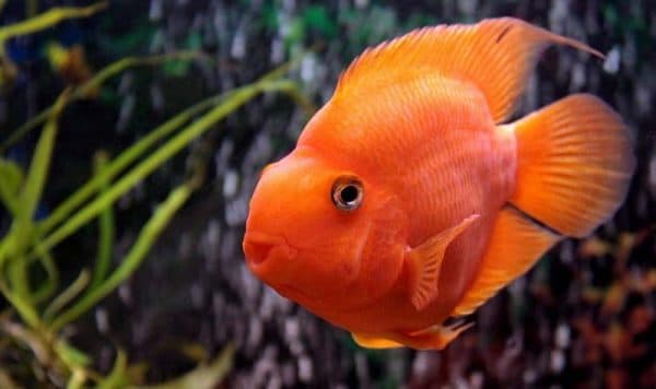 Рыба-попугай