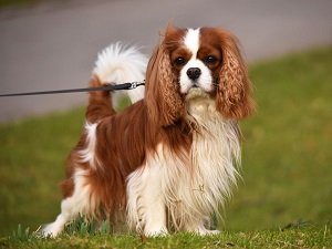 стрижка спаниеля