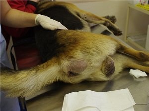 геморрой у собаки фото