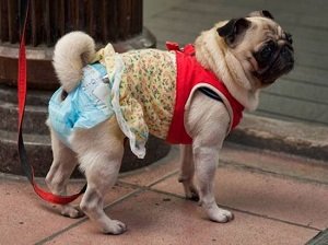 купить памперсы для собак