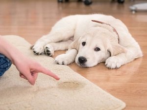 как отучить собаку метить в квартире