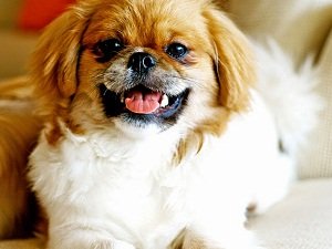 тибетский спаниель описание породы