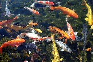 Расселение по слоям