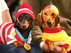 одежда для таксы