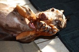 крапивница