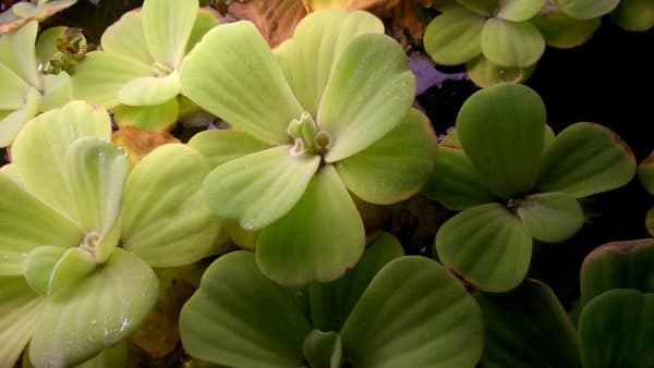 Пистия читайтие статью