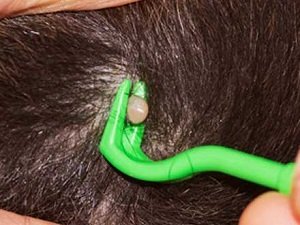 как вытащить клеща у собаки