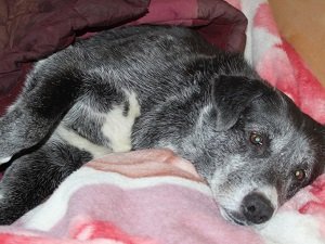 как лечить защемление нерва у собак