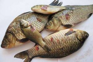 Аэромоноз, либо «брюшная водянка».