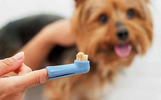 как почистить зубы собаке