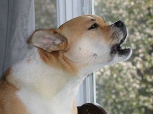 как отучить собаку лаять на других собак