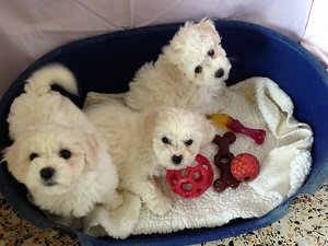 бишон фризе отзывы владельцев минусы