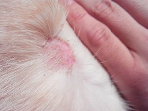 болячки у собак