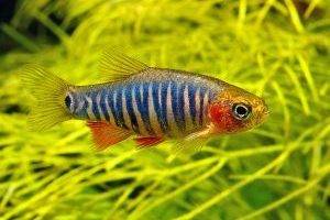 Микрорасбора эритромикрон