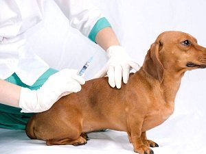 как сделать укол собаке внутримышечно видео