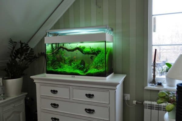 Интересные факты влияния аквариумных рыбок на здоровье человека