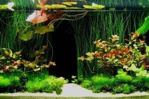 Основные методики заполнения аквариумов