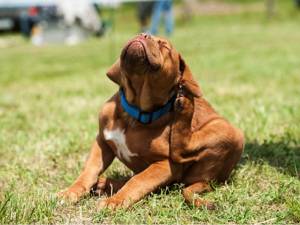 собака чешется но блох нет