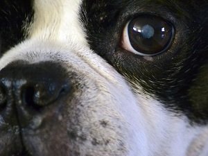 катаракта у собак лечение