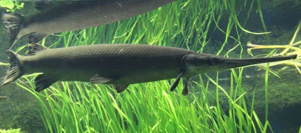 Панцирная щука читайте статью