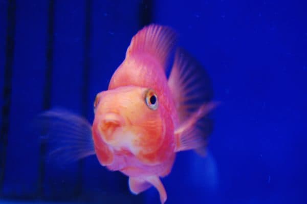 Красивая рыба-попугай