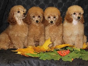 купить карликового пуделя